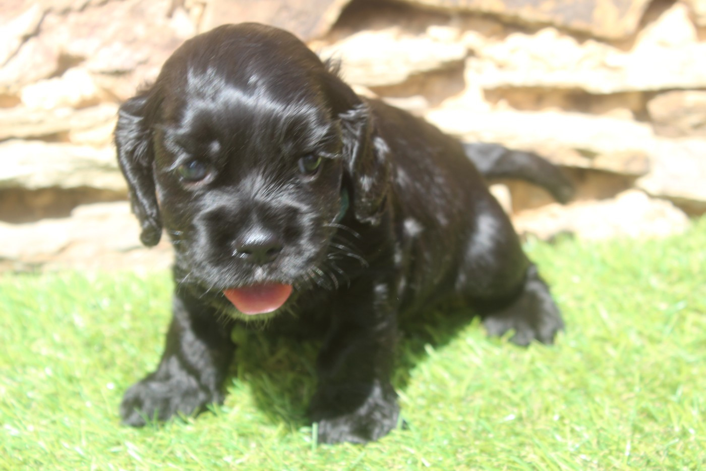 of caniland's dream - Chiots disponibles - American Cocker Spaniel