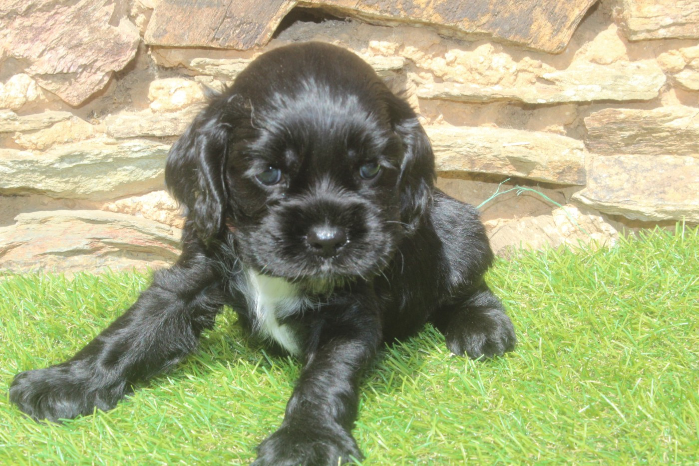 of caniland's dream - Chiots disponibles - American Cocker Spaniel