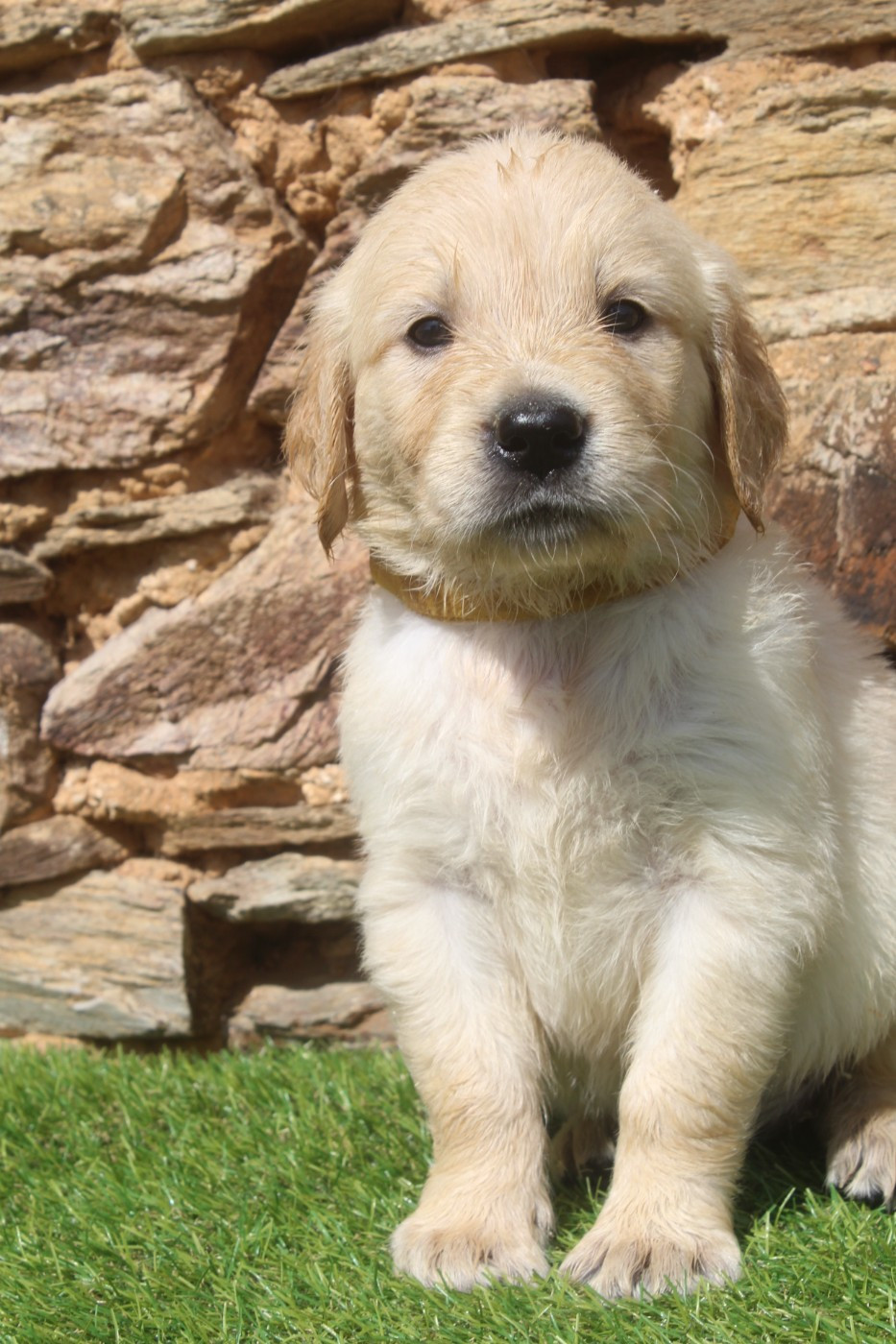 of caniland's dream - Chiots disponibles - Golden Retriever