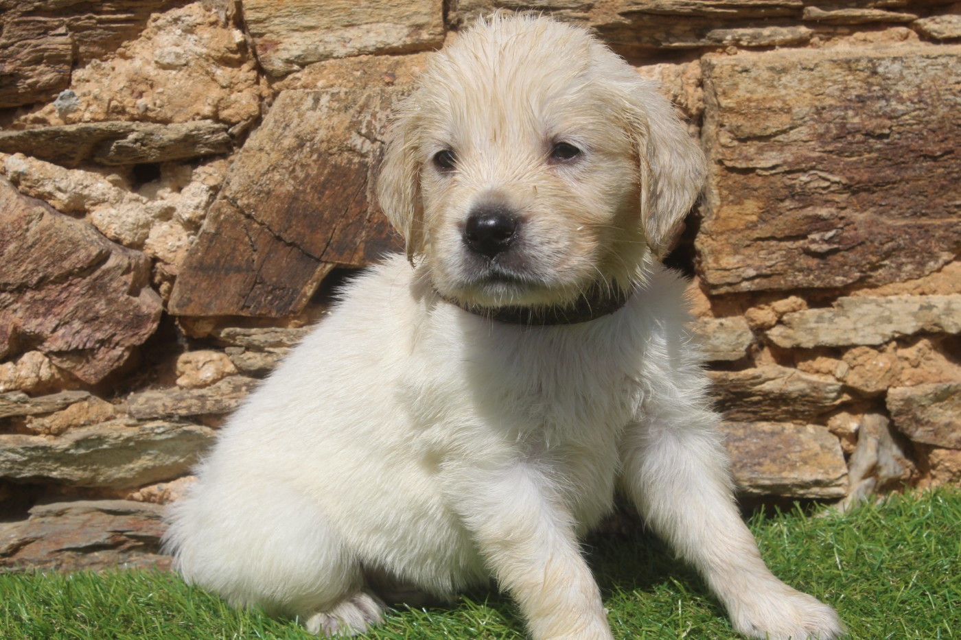 of caniland's dream - Chiots disponibles - Golden Retriever