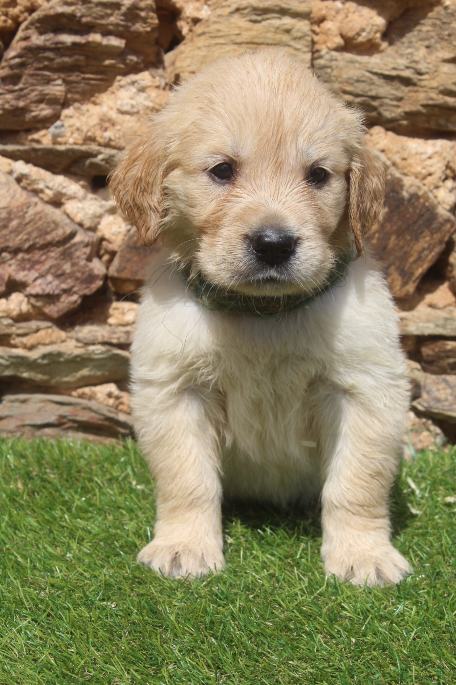 of caniland's dream - Chiots disponibles - Golden Retriever