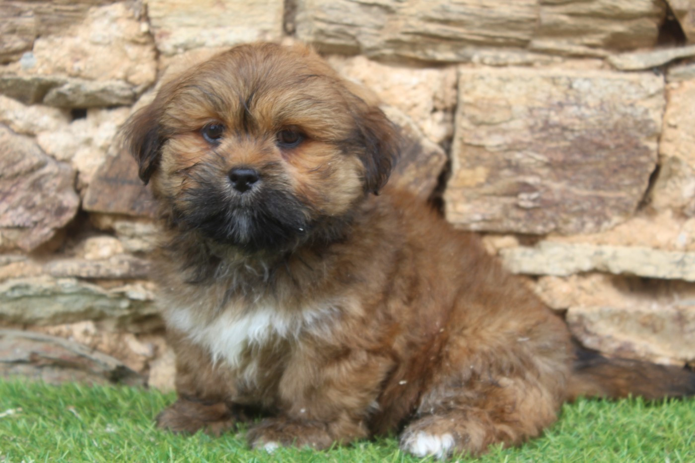 of caniland's dream - Chiots disponibles - Lhassa Apso