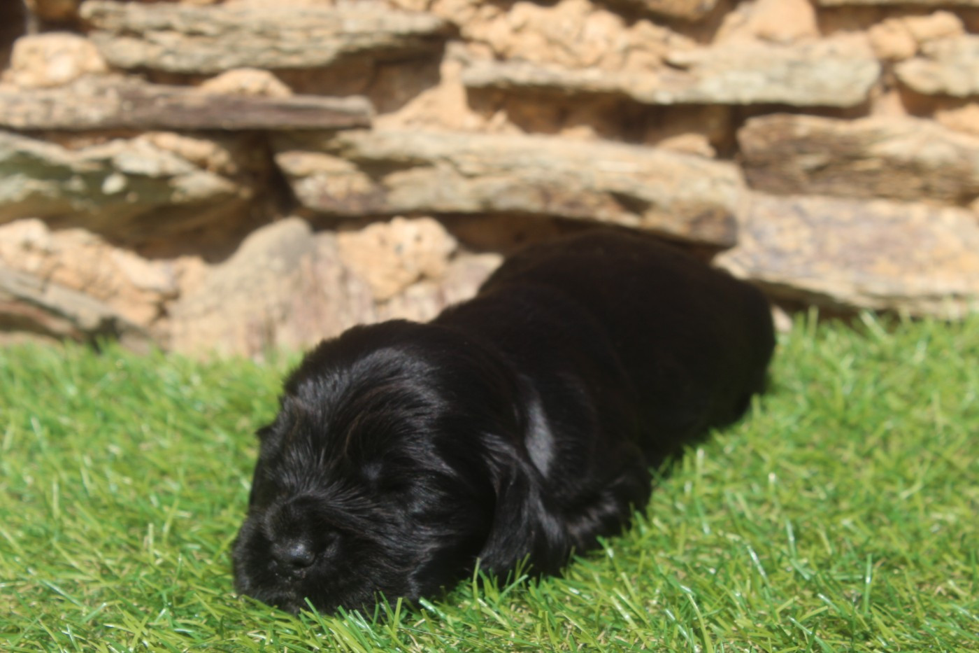 of caniland's dream - Chiots disponibles - Cocker Spaniel Anglais