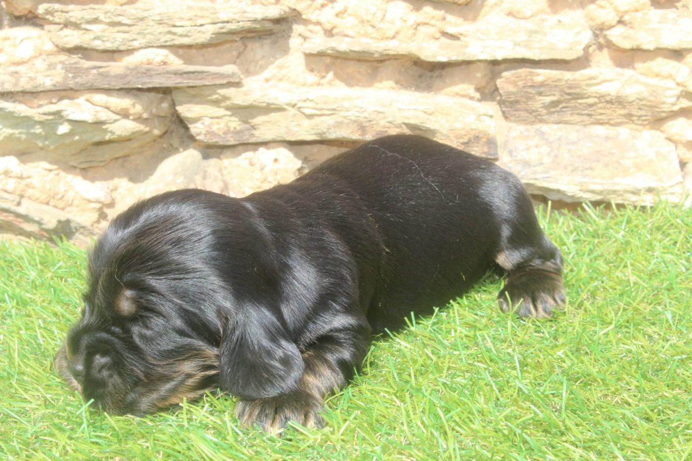 of caniland's dream - Chiots disponibles - Cocker Spaniel Anglais