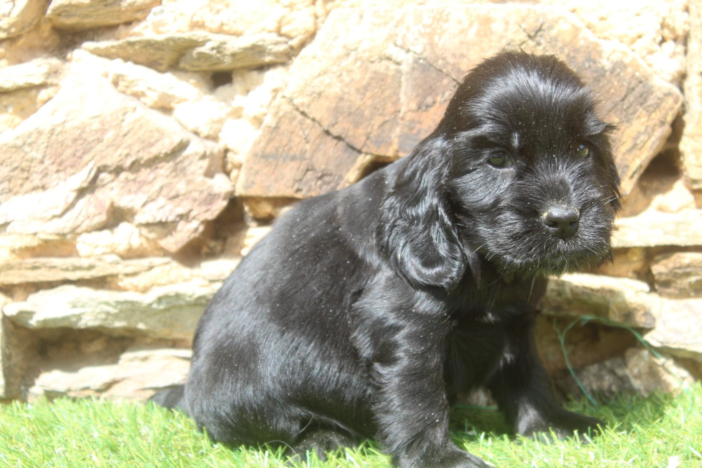 of caniland's dream - Chiots disponibles - Cocker Spaniel Anglais