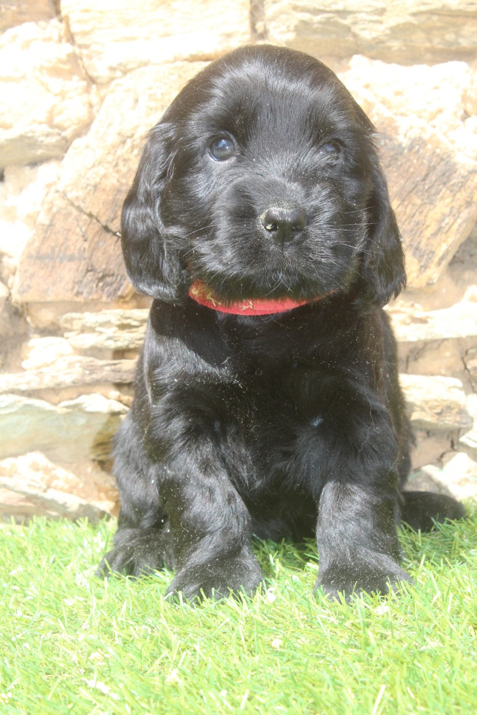 of caniland's dream - Chiots disponibles - Cocker Spaniel Anglais