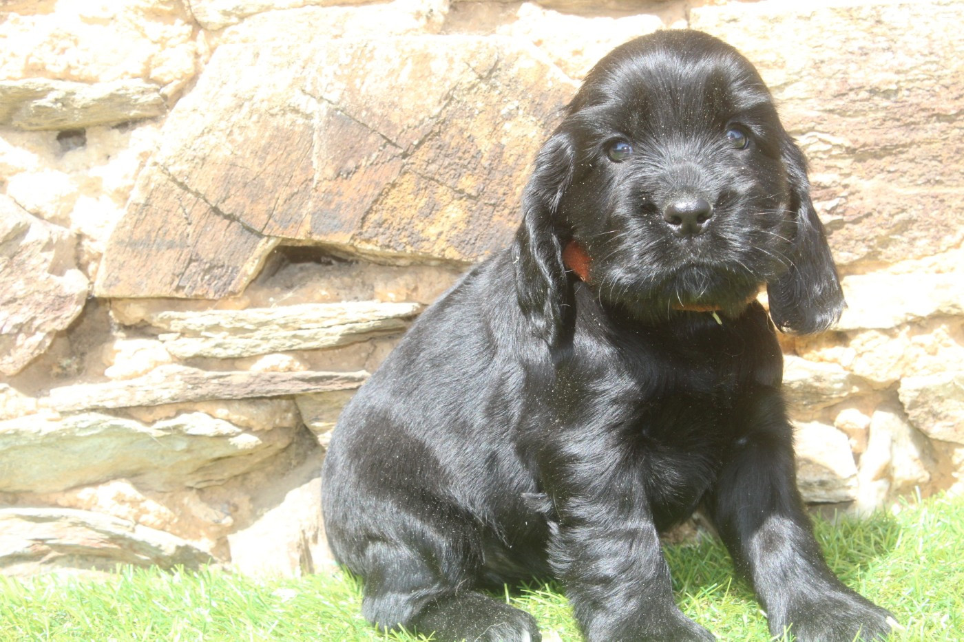of caniland's dream - Chiots disponibles - Cocker Spaniel Anglais