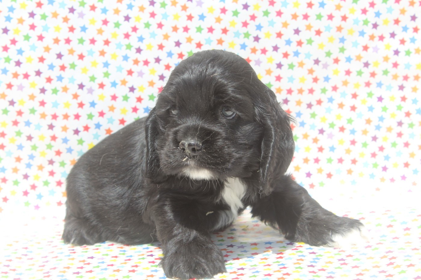 of caniland's dream - Chiots disponibles - American Cocker Spaniel