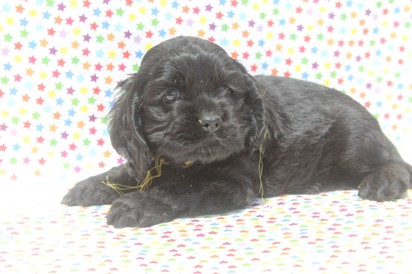 of caniland's dream - Chiots disponibles - American Cocker Spaniel