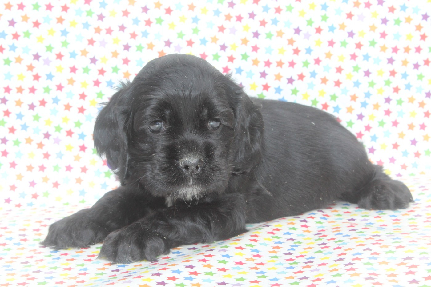 of caniland's dream - Chiots disponibles - American Cocker Spaniel
