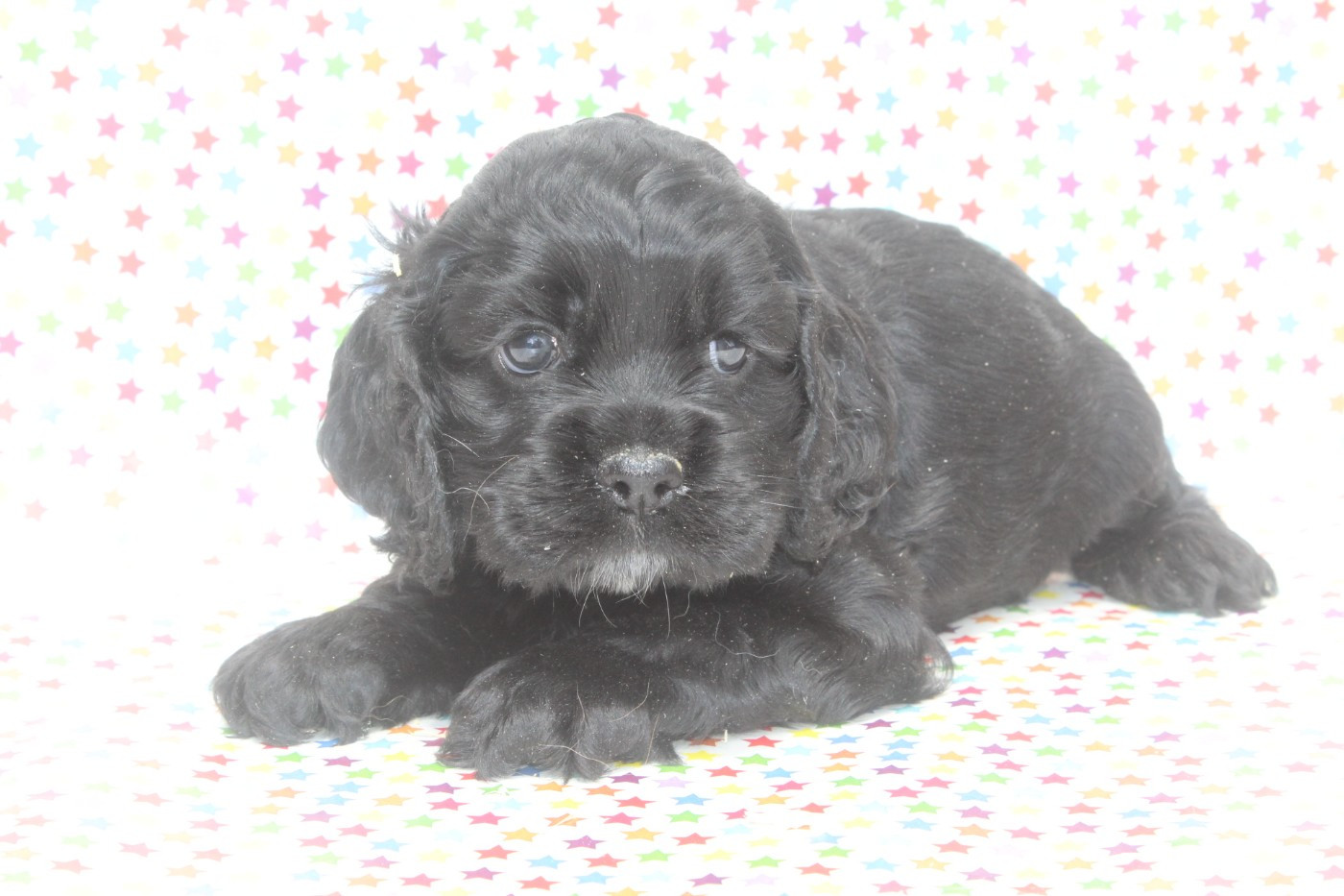of caniland's dream - Chiots disponibles - American Cocker Spaniel