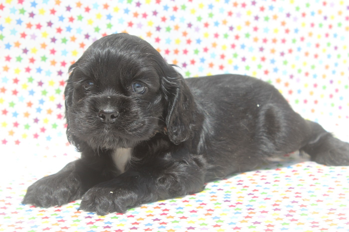 of caniland's dream - Chiots disponibles - American Cocker Spaniel
