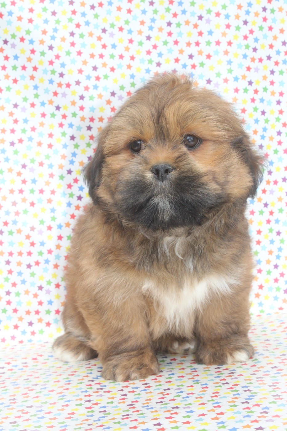 of caniland's dream - Chiots disponibles - Lhassa Apso
