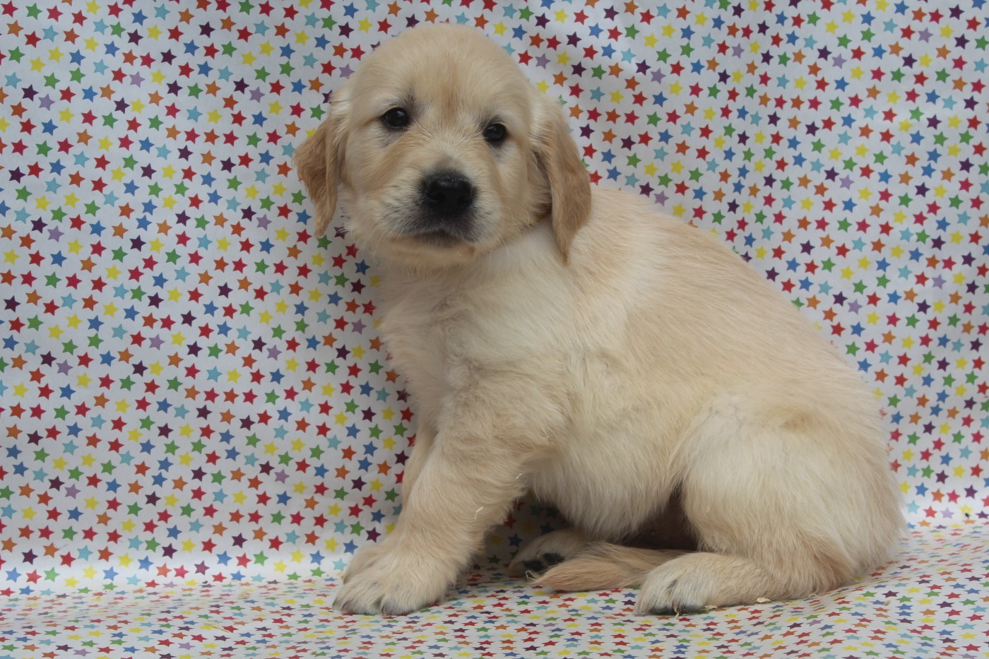 of caniland's dream - Chiots disponibles - Golden Retriever