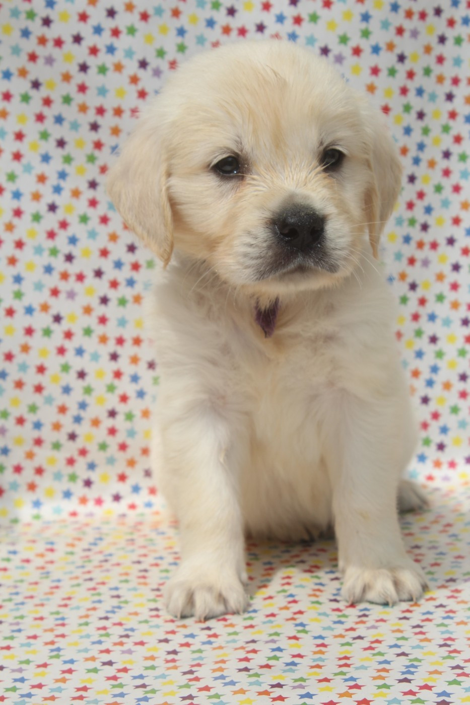 of caniland's dream - Chiots disponibles - Golden Retriever