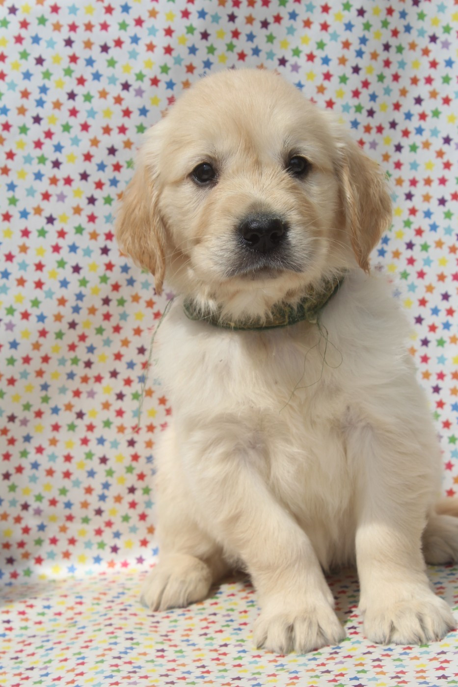 of caniland's dream - Chiots disponibles - Golden Retriever