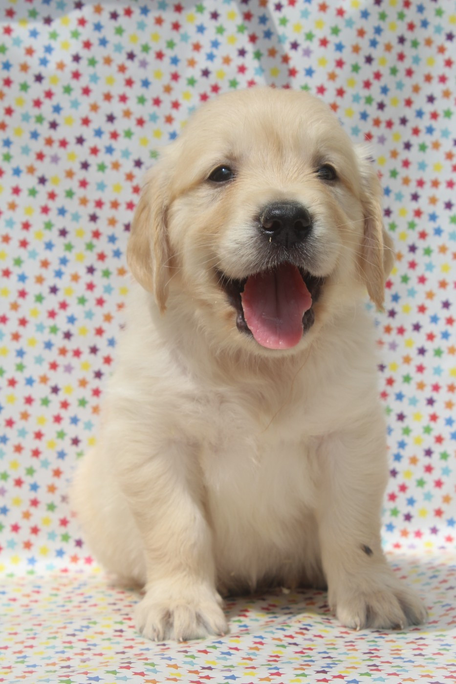 of caniland's dream - Chiots disponibles - Golden Retriever