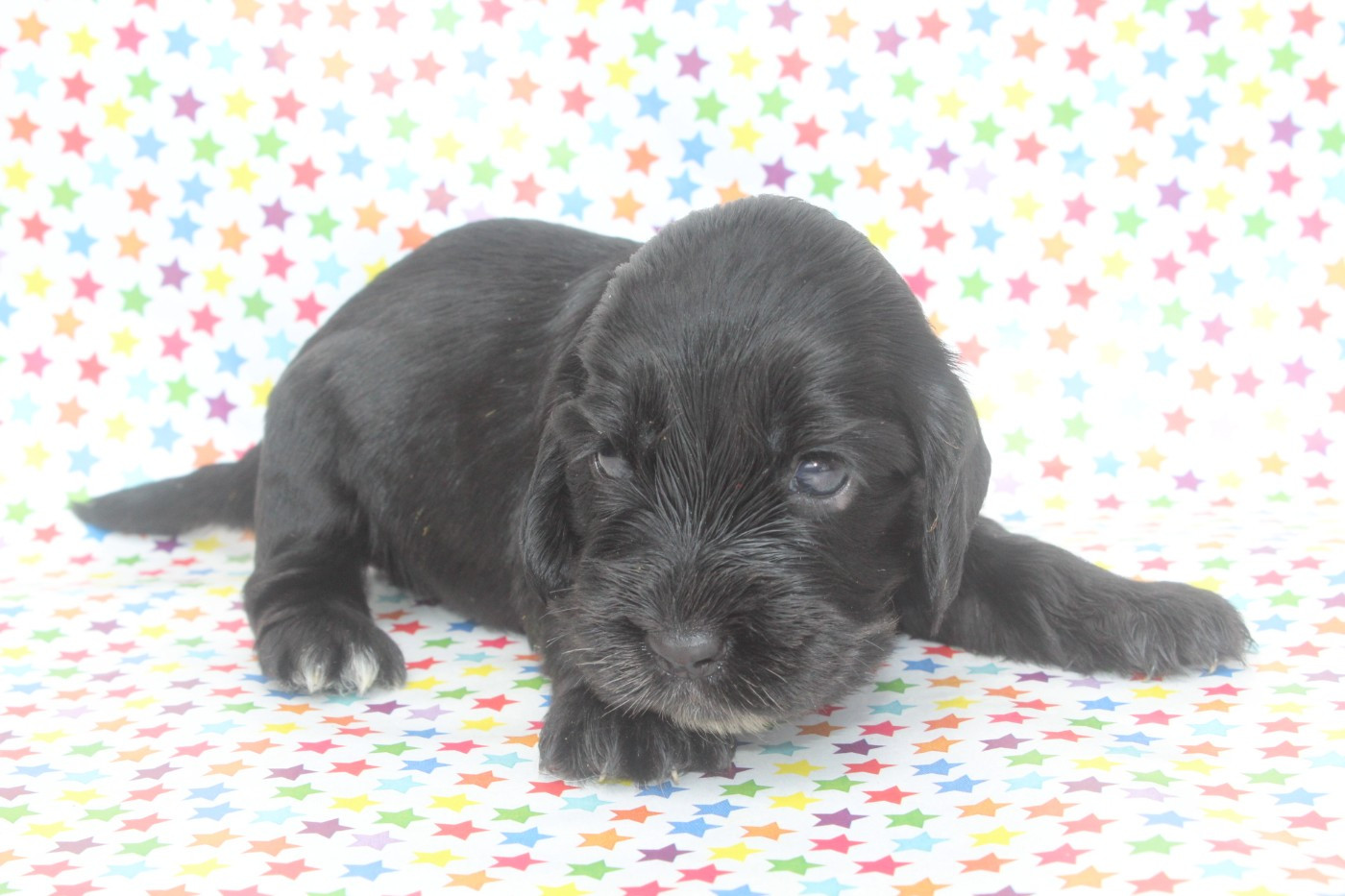 of caniland's dream - Chiots disponibles - Cocker Spaniel Anglais