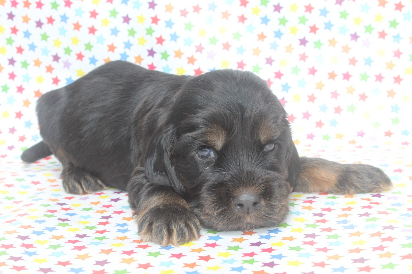 of caniland's dream - Chiots disponibles - Cocker Spaniel Anglais