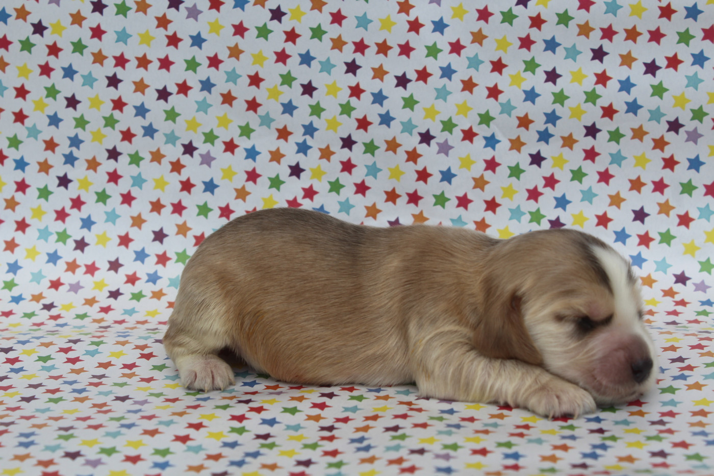 of caniland's dream - Chiots disponibles - Cocker Spaniel Anglais