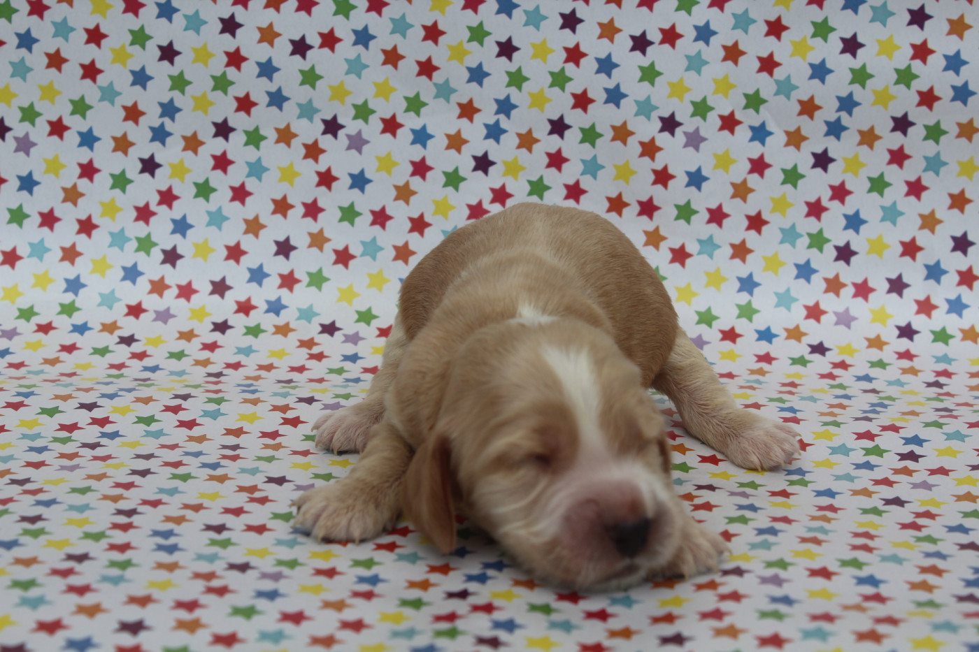 of caniland's dream - Chiots disponibles - Cocker Spaniel Anglais