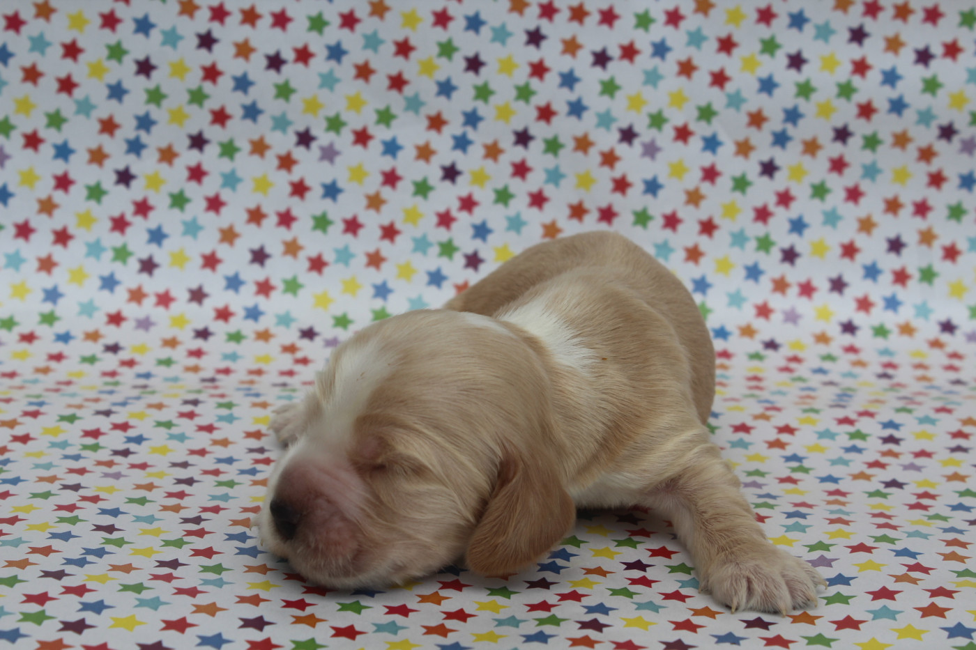 of caniland's dream - Chiots disponibles - Cocker Spaniel Anglais