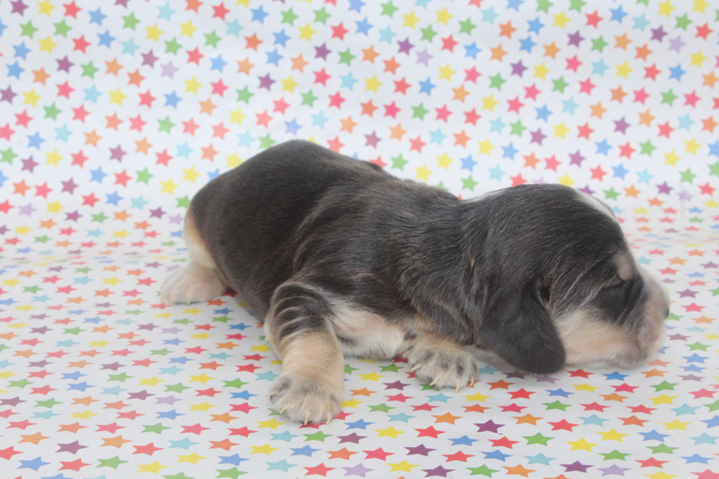 of caniland's dream - Chiots disponibles - Cocker Spaniel Anglais