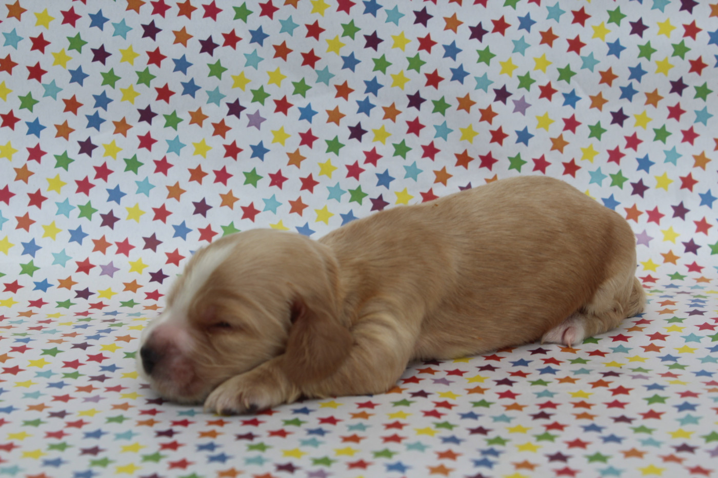 of caniland's dream - Chiots disponibles - Cocker Spaniel Anglais
