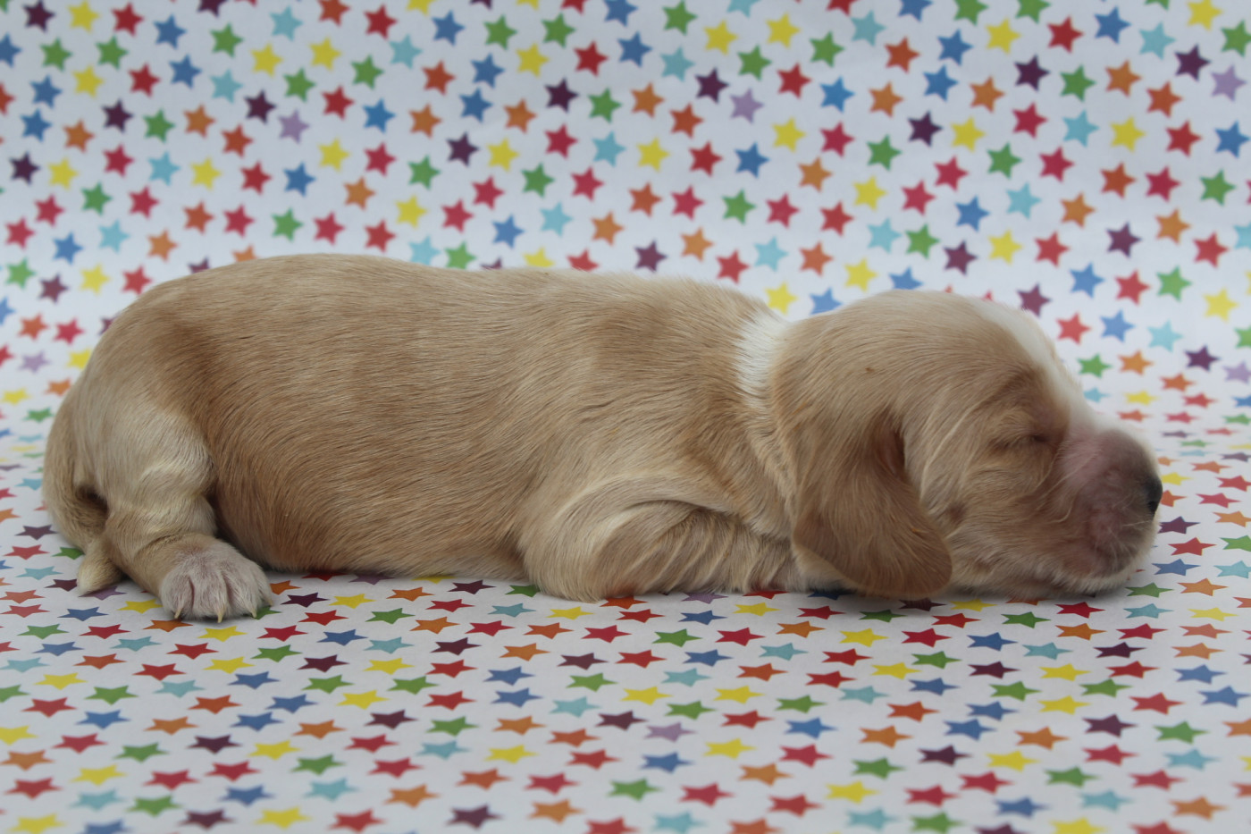 of caniland's dream - Chiots disponibles - Cocker Spaniel Anglais
