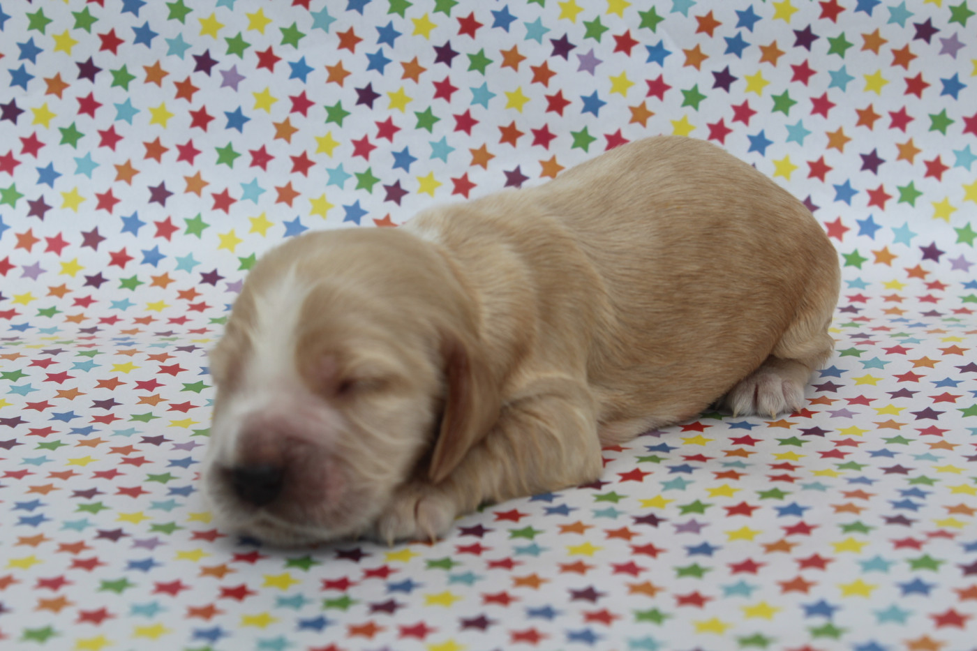 of caniland's dream - Chiots disponibles - Cocker Spaniel Anglais