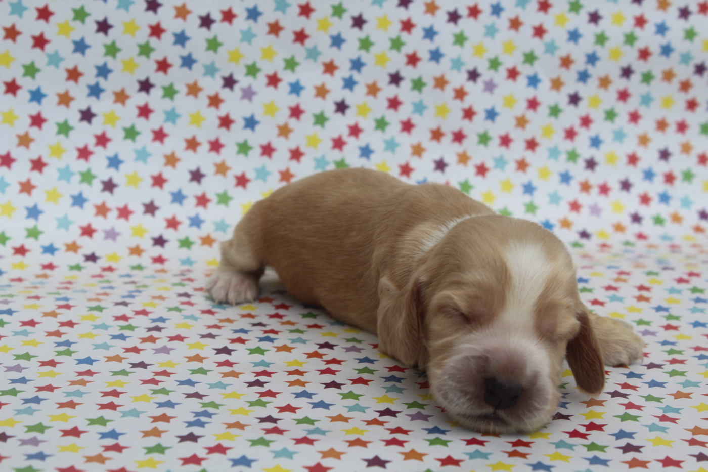 of caniland's dream - Chiots disponibles - Cocker Spaniel Anglais