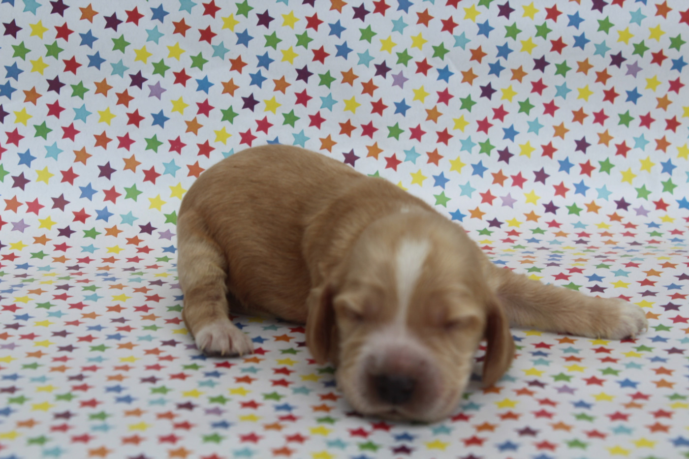 of caniland's dream - Chiots disponibles - Cocker Spaniel Anglais