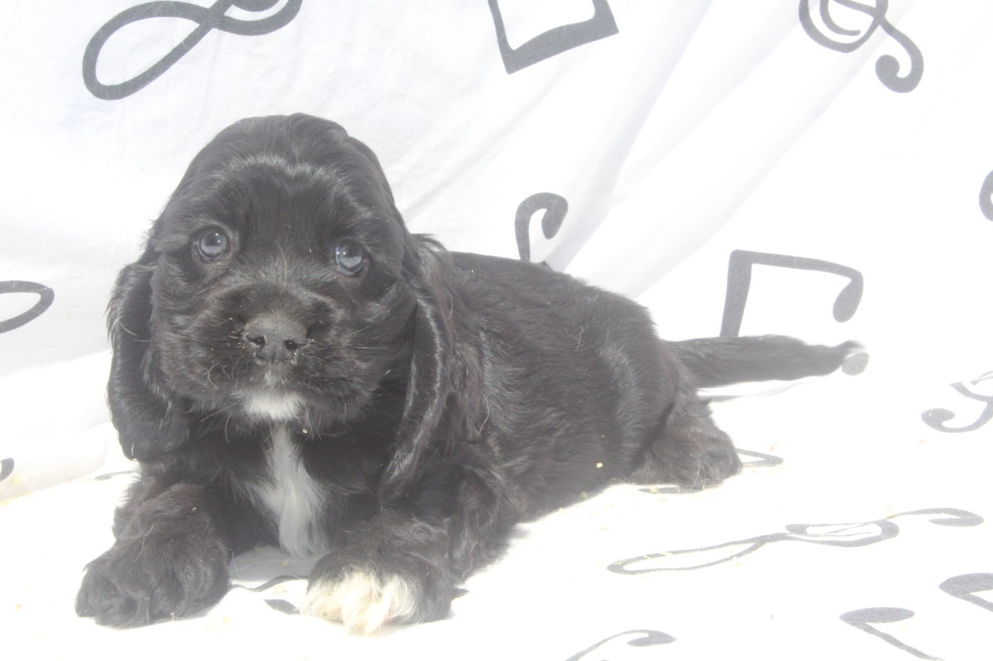 of caniland's dream - Chiots disponibles - American Cocker Spaniel