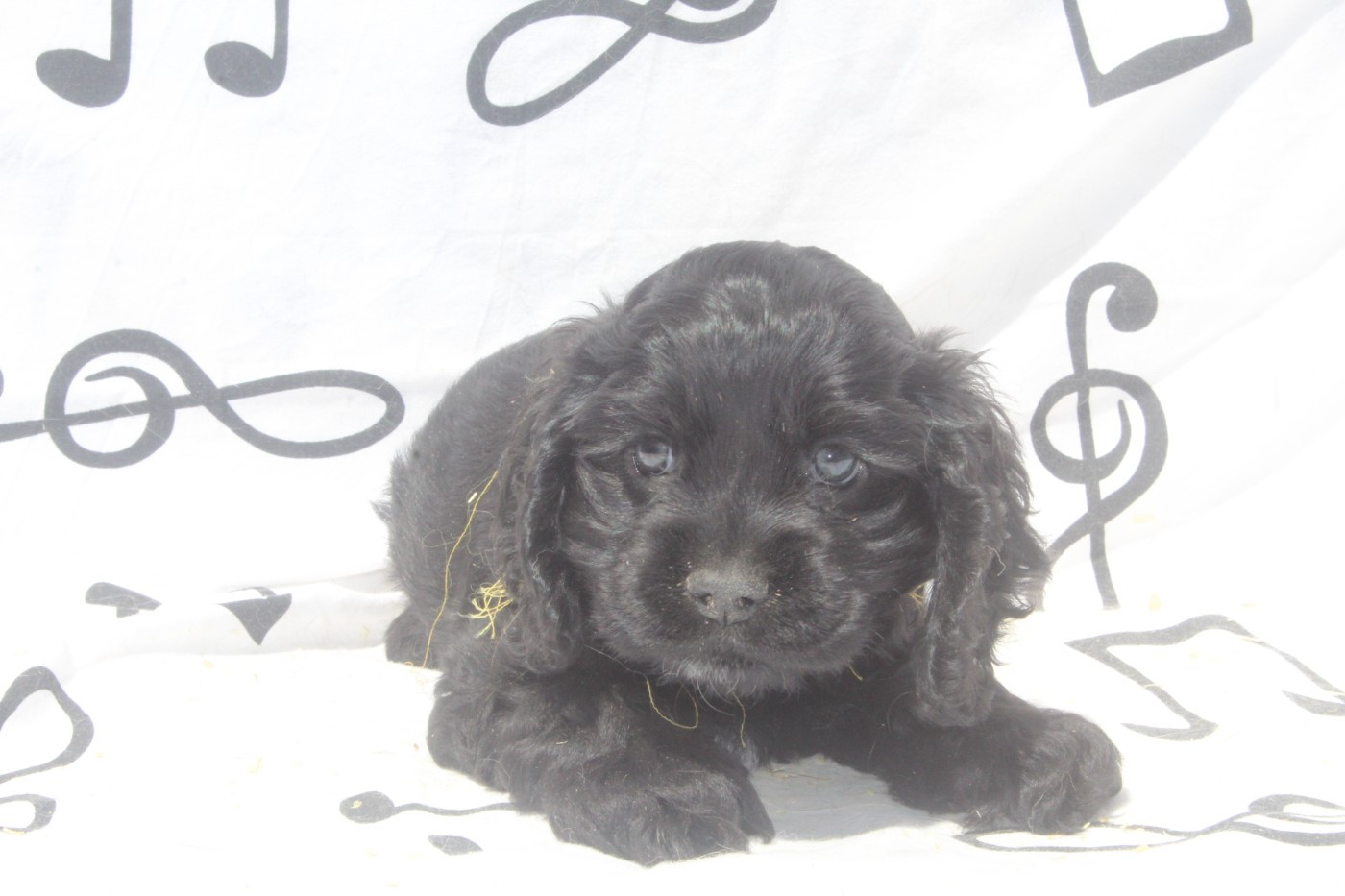of caniland's dream - Chiots disponibles - American Cocker Spaniel