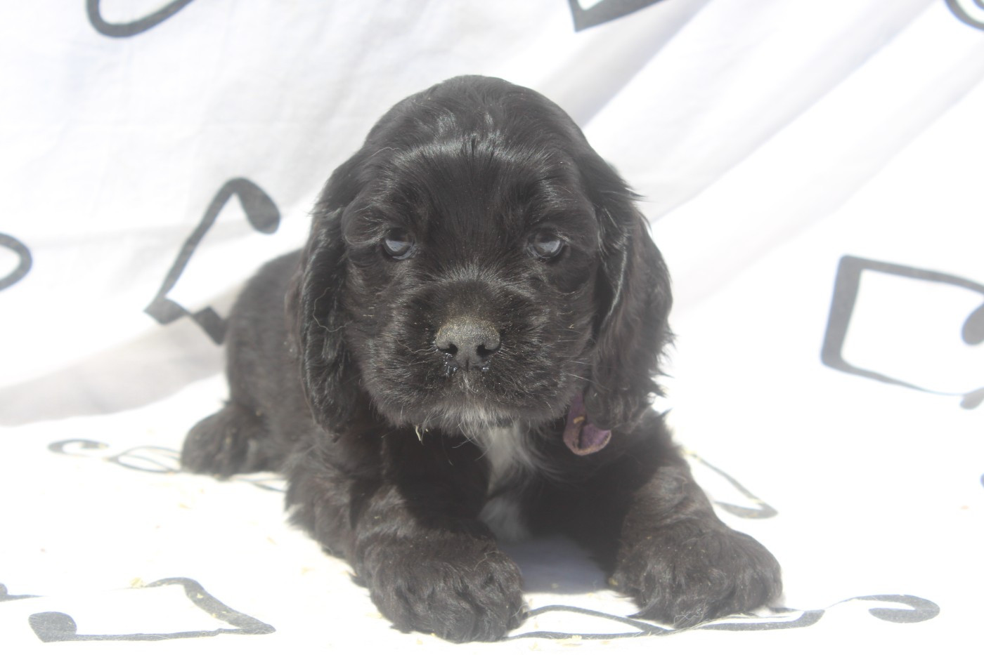 of caniland's dream - Chiots disponibles - American Cocker Spaniel