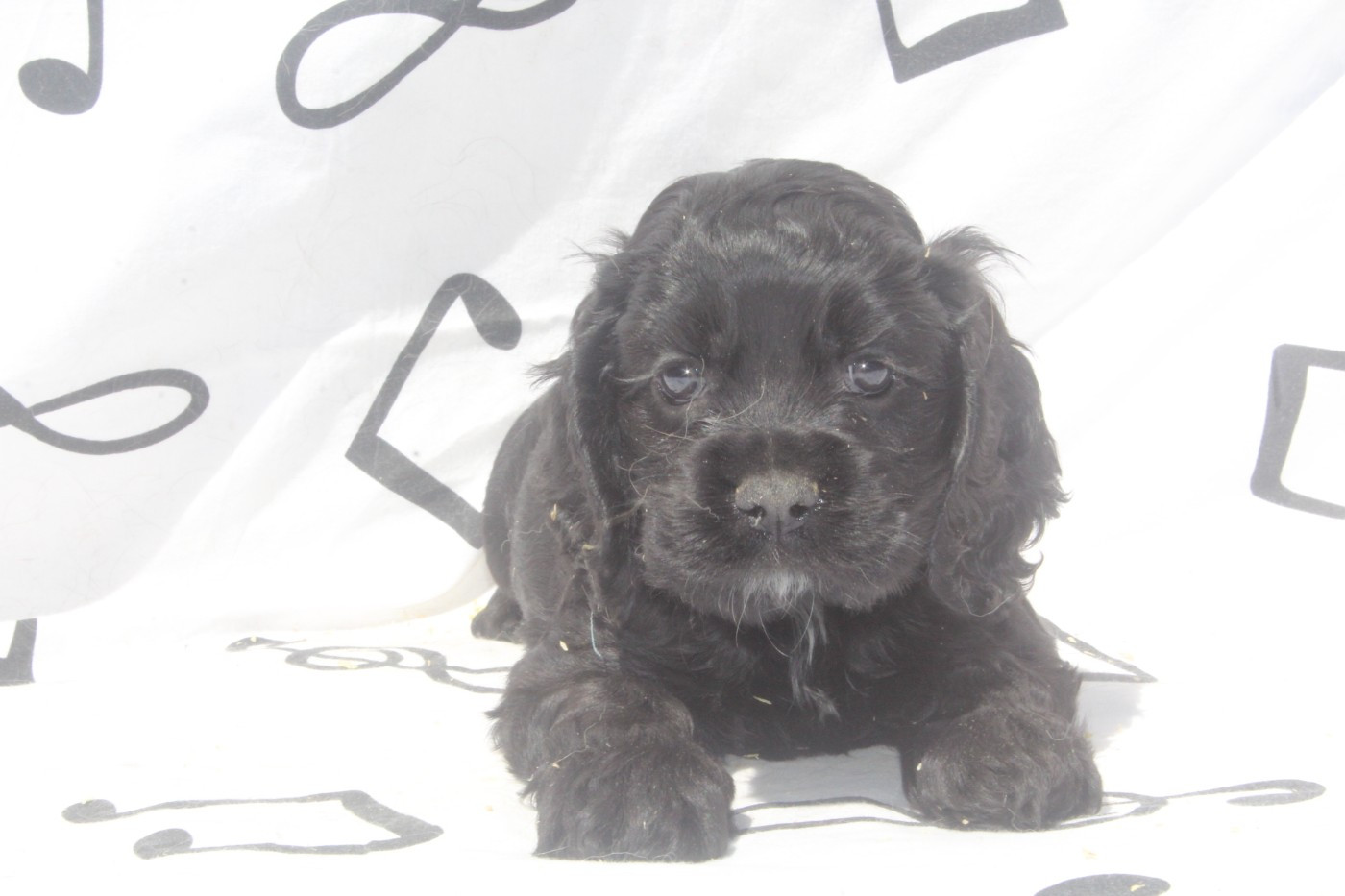 of caniland's dream - Chiots disponibles - American Cocker Spaniel