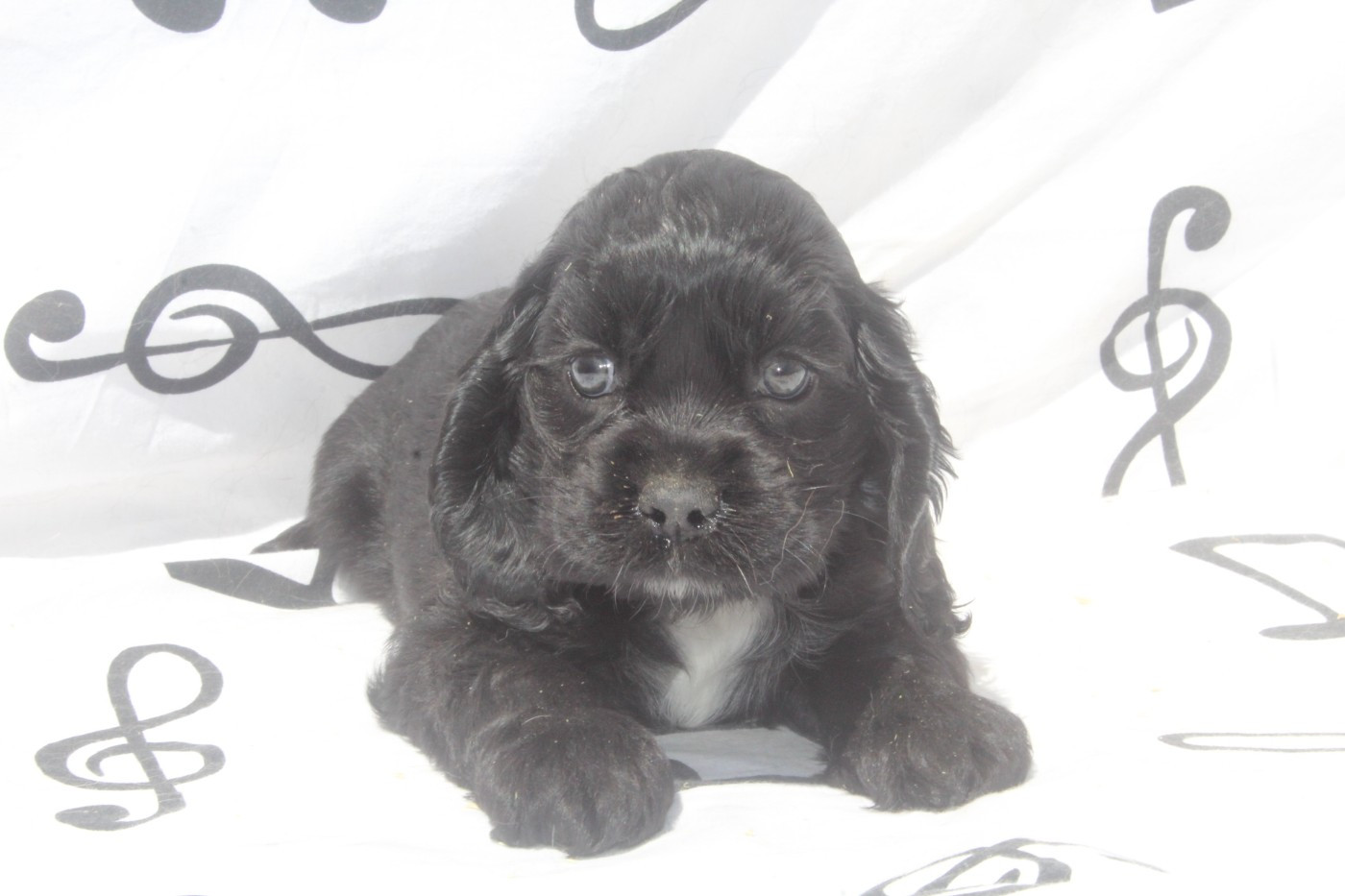 of caniland's dream - Chiots disponibles - American Cocker Spaniel