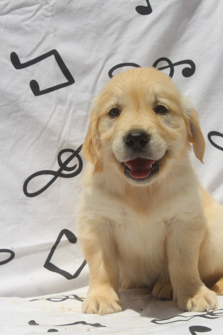 of caniland's dream - Chiots disponibles - Golden Retriever