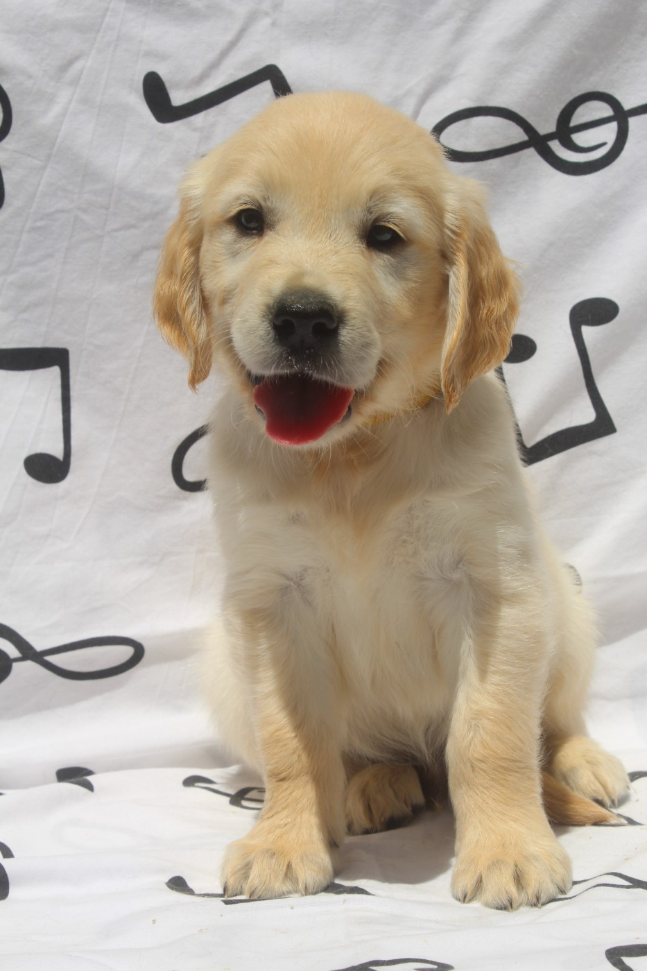 of caniland's dream - Chiots disponibles - Golden Retriever