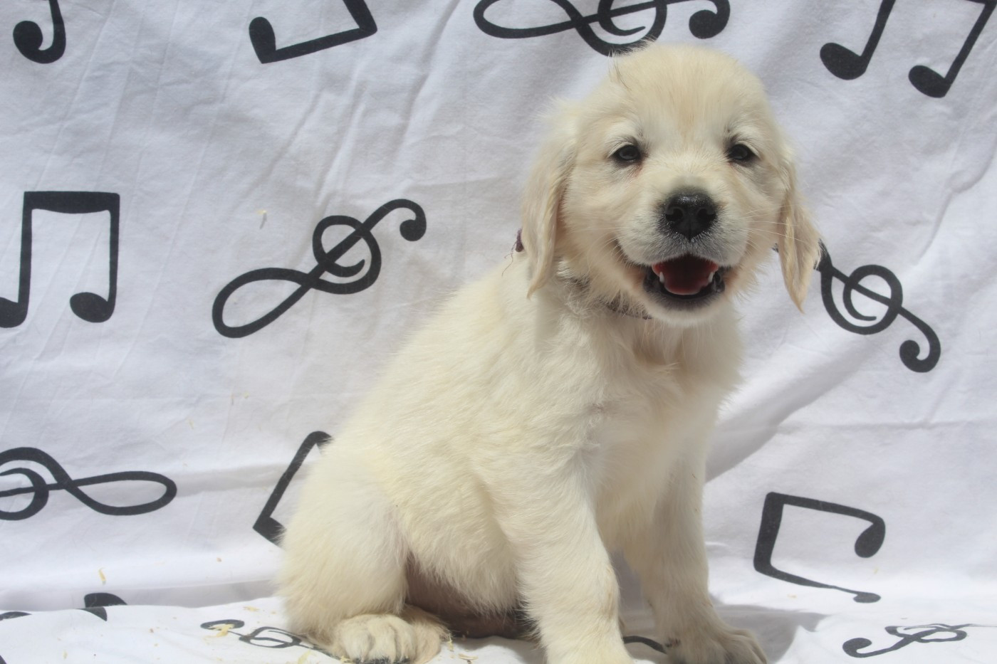 of caniland's dream - Chiots disponibles - Golden Retriever