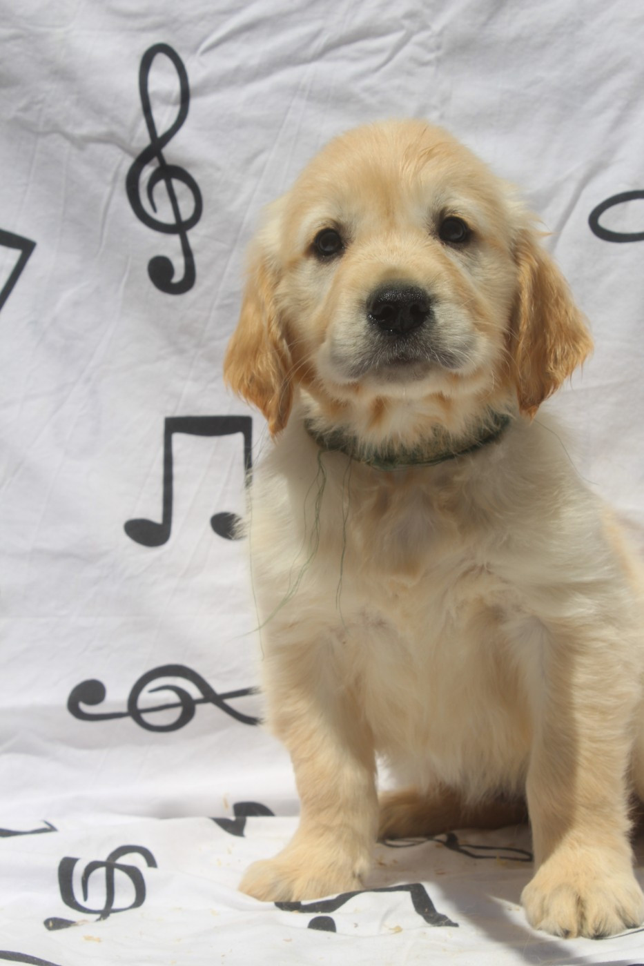 of caniland's dream - Chiots disponibles - Golden Retriever