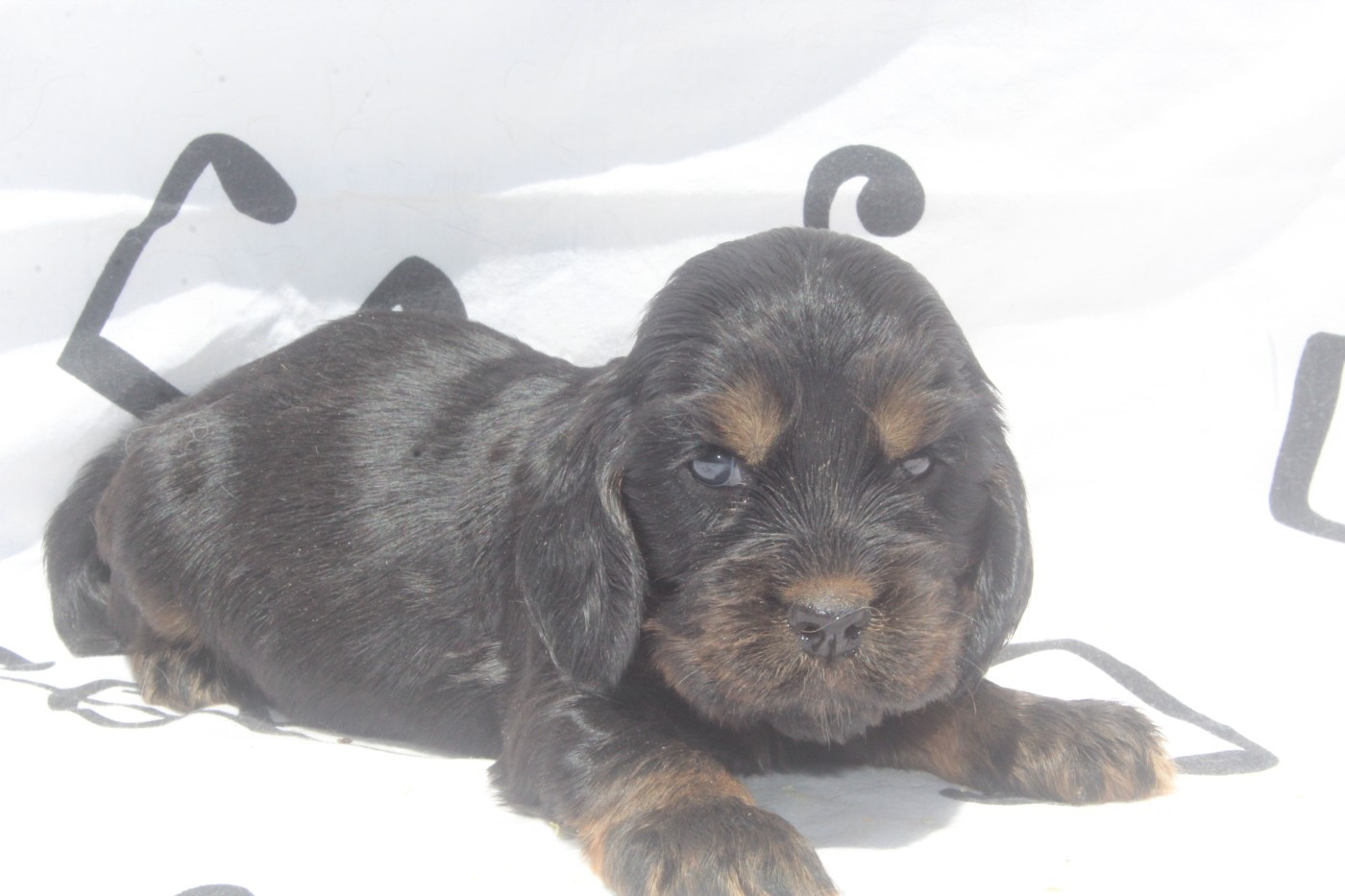 of caniland's dream - Chiots disponibles - Cocker Spaniel Anglais