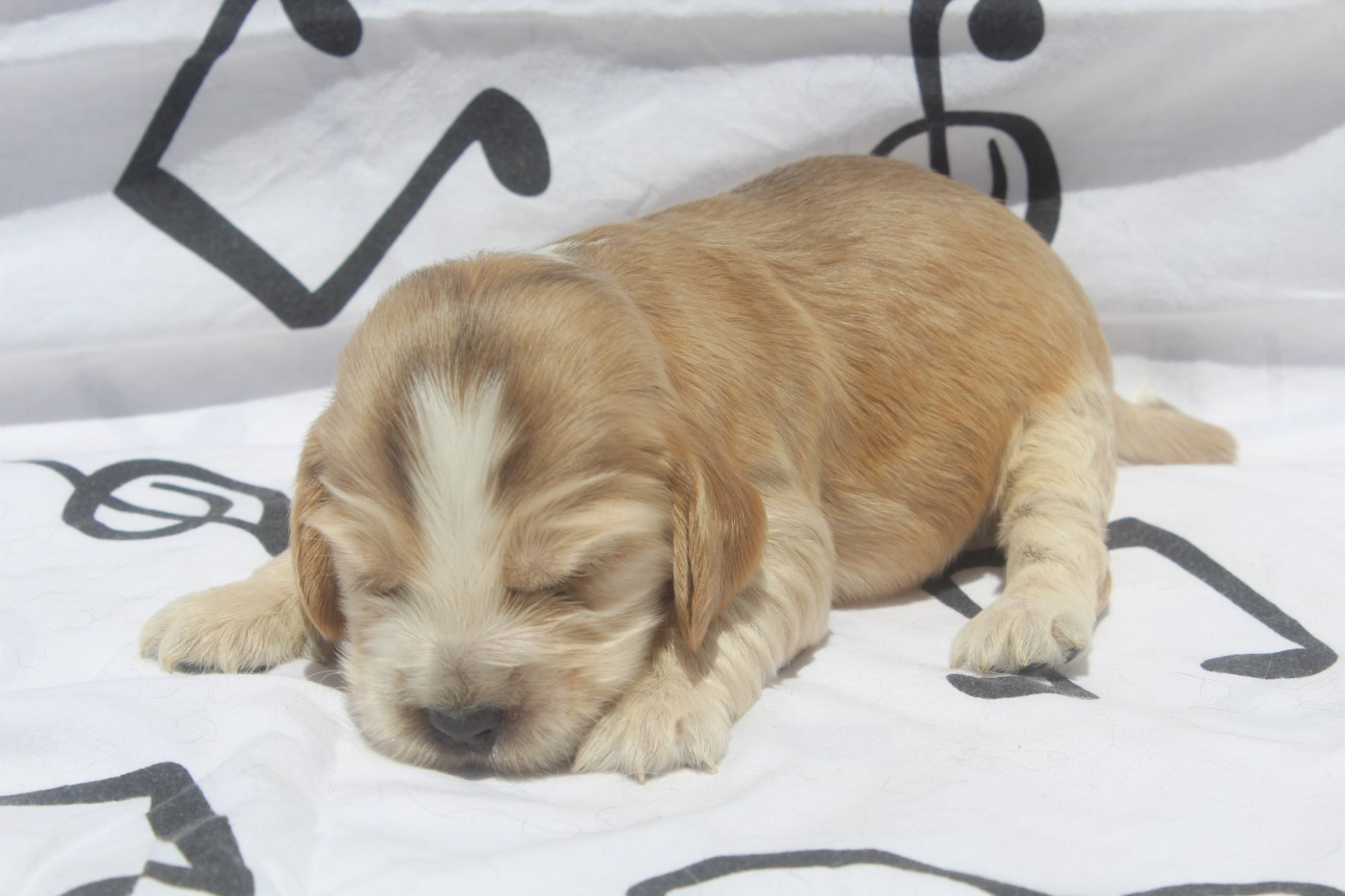 of caniland's dream - Chiots disponibles - Cocker Spaniel Anglais