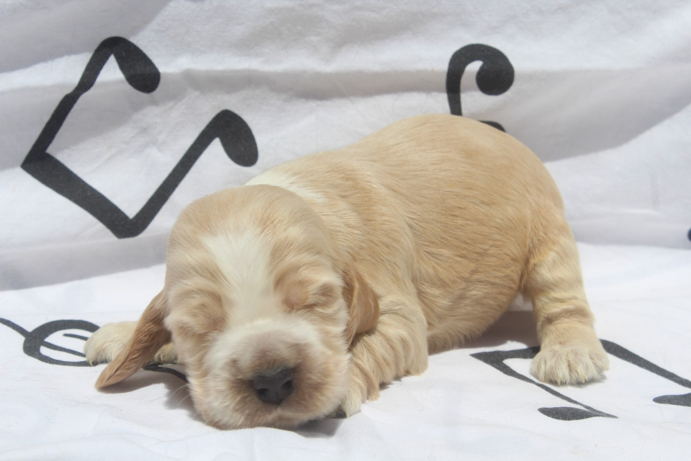 of caniland's dream - Chiots disponibles - Cocker Spaniel Anglais