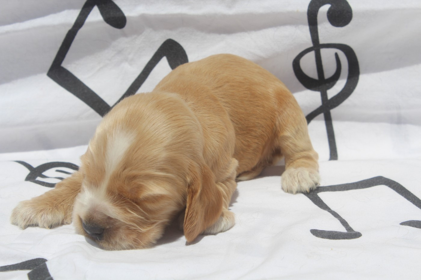 of caniland's dream - Chiots disponibles - Cocker Spaniel Anglais