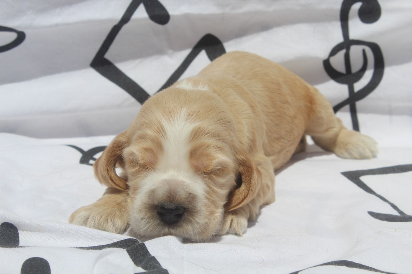 of caniland's dream - Chiots disponibles - Cocker Spaniel Anglais