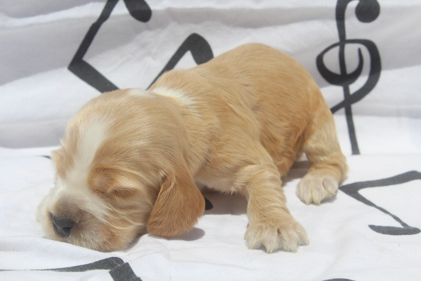 of caniland's dream - Chiots disponibles - Cocker Spaniel Anglais