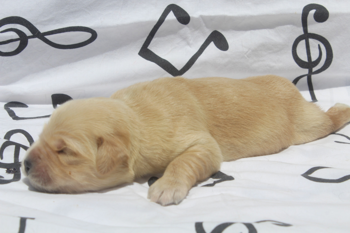 of caniland's dream - Chiots disponibles - Golden Retriever