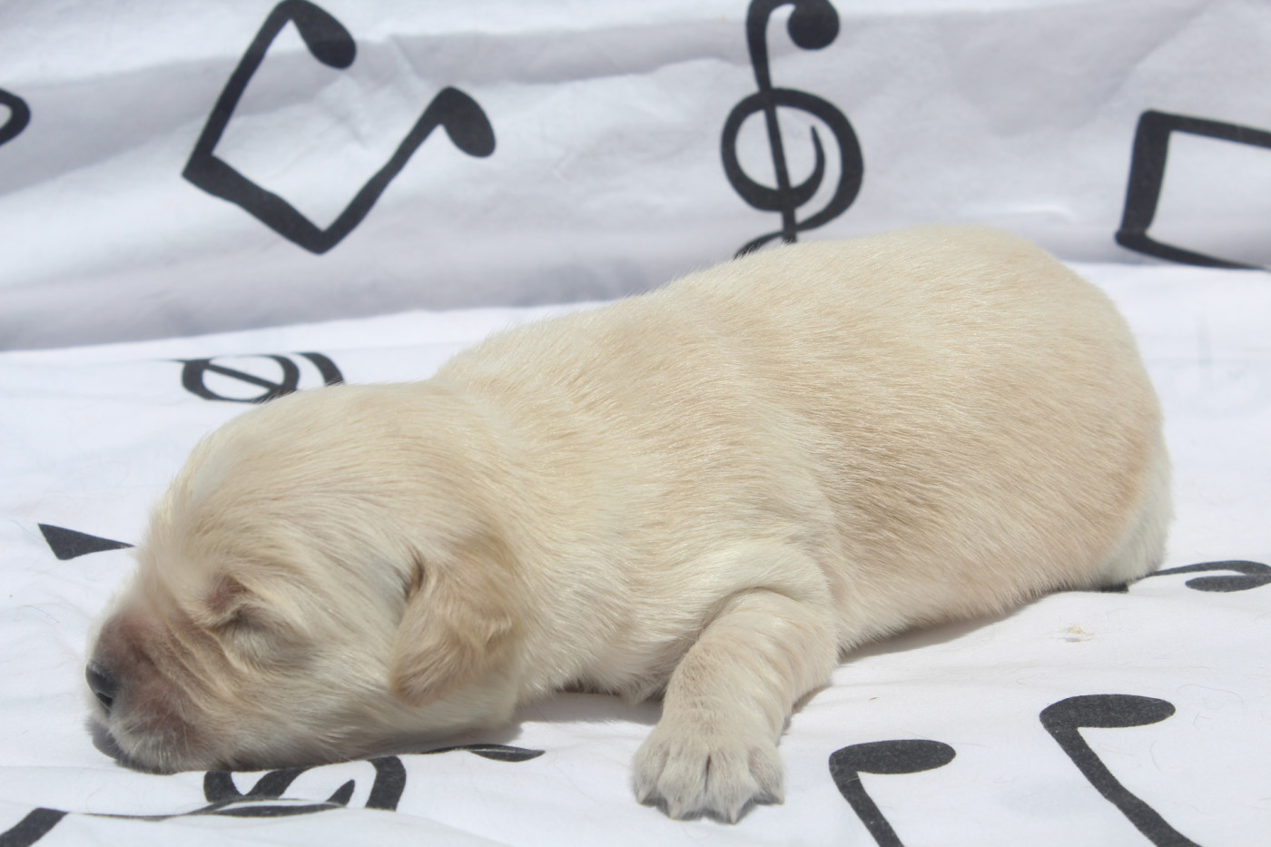 of caniland's dream - Chiots disponibles - Golden Retriever