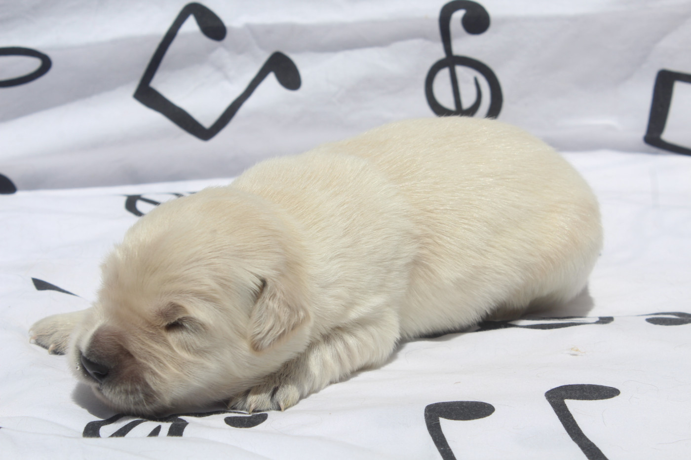 of caniland's dream - Chiots disponibles - Golden Retriever